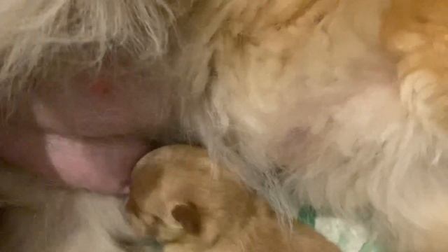 Мои питомцы: Моя шпиц Магдалина и ее щеночек/рожден 06.01.22/08.01.22