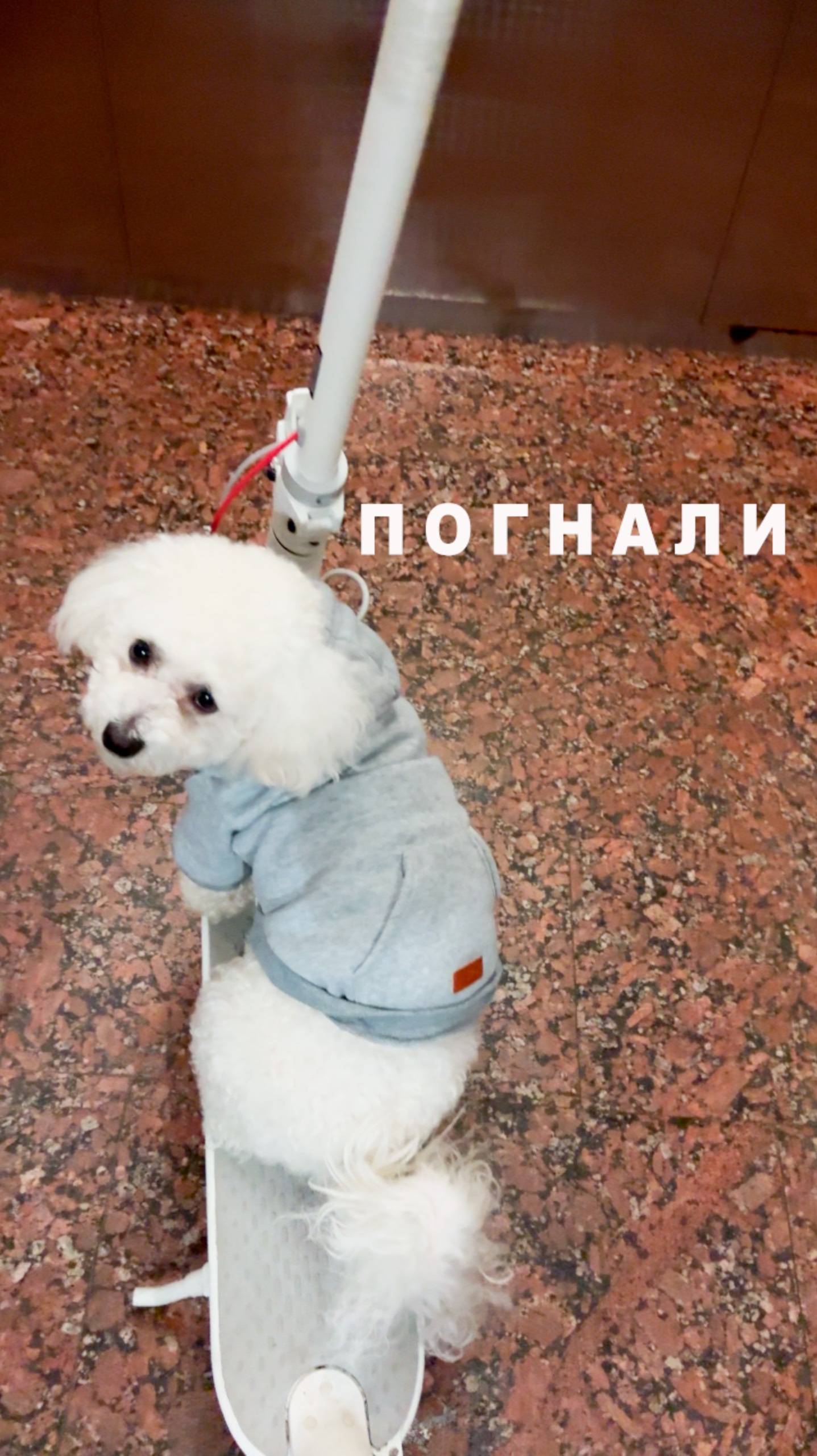 Собачка на самокате #напрогулке смотреть онлайн