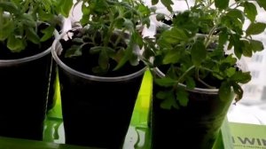 НИЖНИЙ ПОЛИВ ТОМАТОВ ПРЕДОТВРАЩАЕТ ЗАБОЛЕВАНИЯ