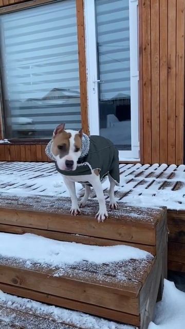 Мороз, не морозь Амстафф #amstaff ##pitbull #shortvideo #subscribe смотреть онлайн