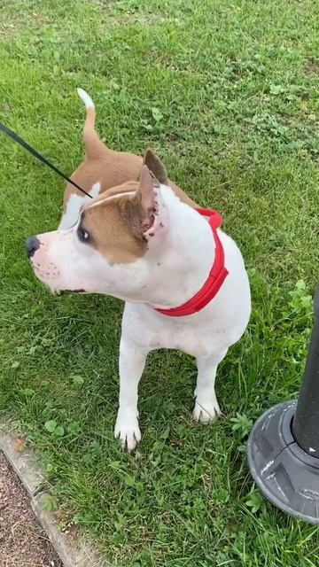 Каждый день на счету #shortvideo #shorts #amstaff #pitbull #амстафф #собака #стаффорд #staff смотреть онлайн