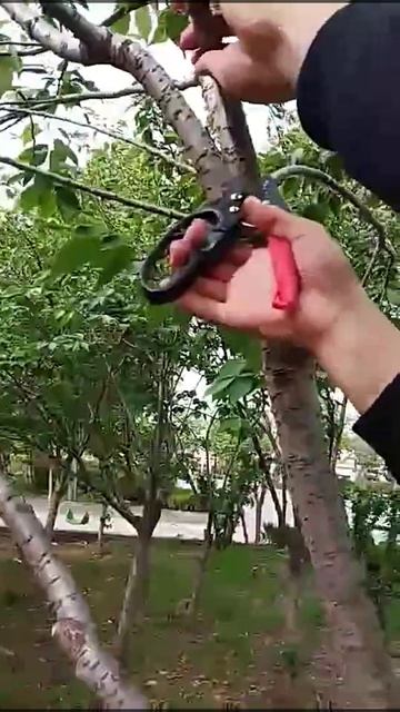 Steel Pruning Shears — Ножницы для обрезки SK 5 с пружиной #pruningshea смотреть онлайн