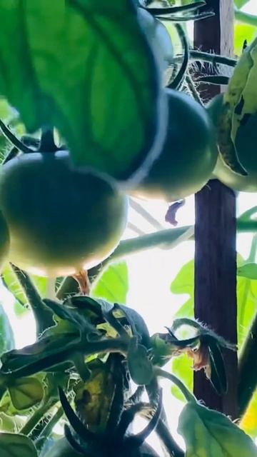 Урожайный подоконник. #ВыращиваниеТоматовНаПодоконн? смотреть онлайн