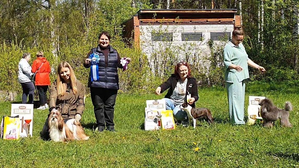 17.05.2025, СПб. Клуб "Империя" (РКФ, РФОС). Выставка собак САС 9 группы FCI смотреть онлайн