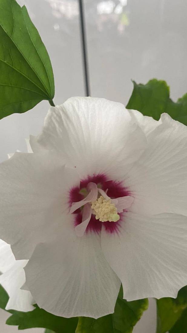 Гибискус сирийский