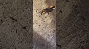 КАК ЗАТОЧИТЬ СВЕРЛО ДЛЯ ТОЧЕЧНОЙ СВАРКИ.