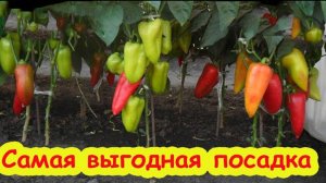 Посадка Перца в Открытый Грунт, что положить в лунку. Удобрения для рассады