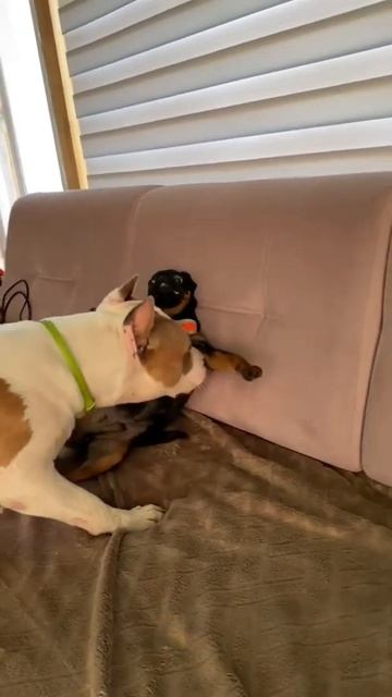 Психованный Амстафф #shorts #staff #amstaff смотреть онлайн