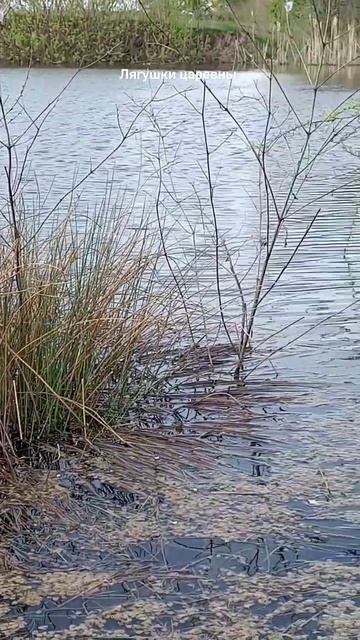 #отдых #рыбалка #адыгея #лягушка#сазан #озеро#донка#вре?