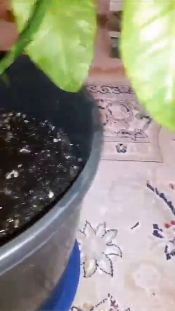 Лимон сразу после пересадки. Lemon Immediately After Transplantation.