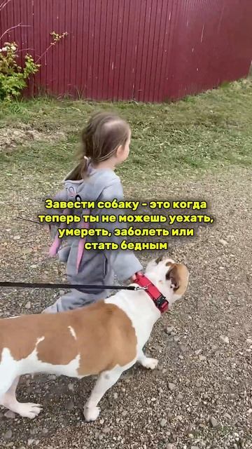 Что значит - завести собаку! Ответственность! #бобр #slavaskripka #славаскрипка #амстафф #стафф смотреть онлайн