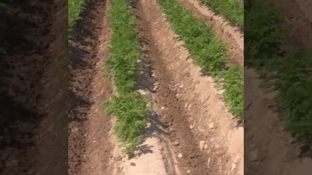 Культиватор   гребнеобразователь Колнаг ключ к успешн