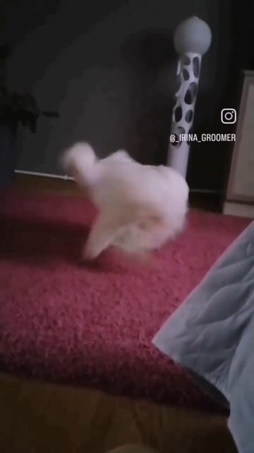 Глухая собака не беда! #глухаясобака #китайскаяхохлатая