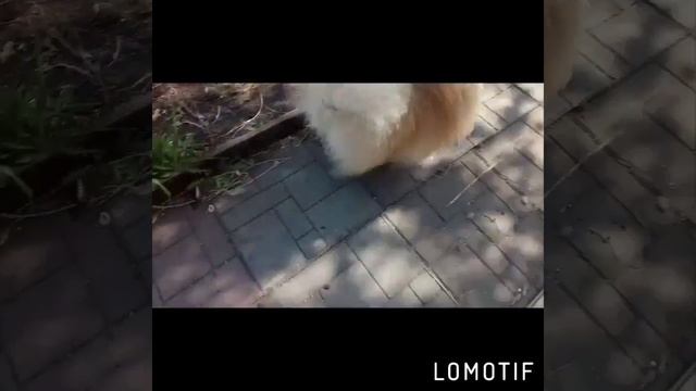 Шпиц померанский продажа!