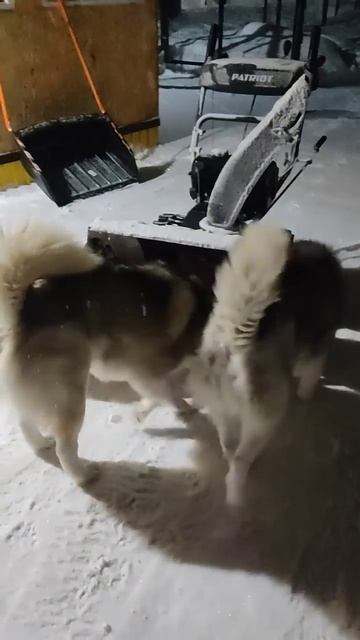 Чё за лев этот тигр!? #husky #хаски #собака #стая #животные # смотреть онлайн
