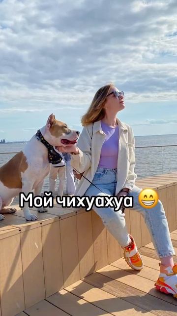 Стаффорд Юми #shortvideo #amstaff #staff #pitbull #стафф #стаффорд #собакадругчеловека смотреть онлайн