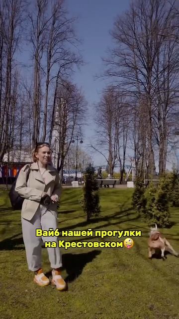 Охота на белку #собака #суперсобака #puppy #юмор #americanbully #стафф #стаффорд #собакадруг смотреть онлайн