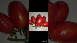 Томаты Катюша и Апельсиновый манго .