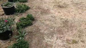 Сохнут побеги у роз, которые собираются цвести