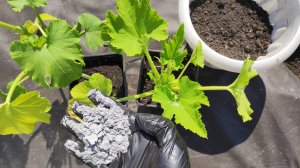 КАБАЧКИ ВЫРАЩИВАЮ ТОЛЬКО ТАК! Простой способ посадить кабачки!