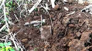 Берег Волги побаловал копателей редким серебром и бляхой.