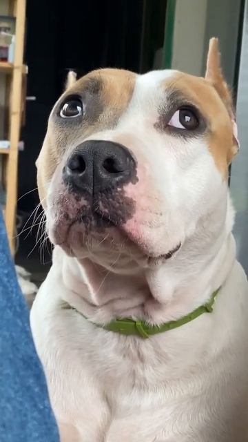 Как прокормить стаффорда??? Она вечно просит есть)) #shorts #staff смотреть онлайн