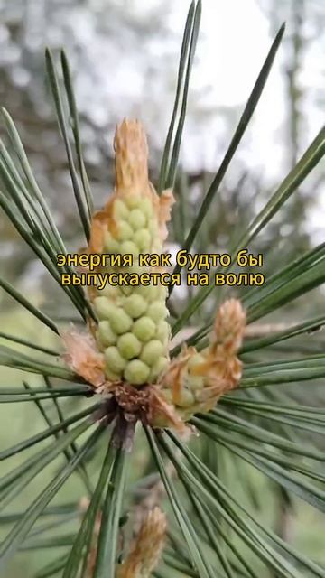 #рукоделие #творчество #медитация #местосилы