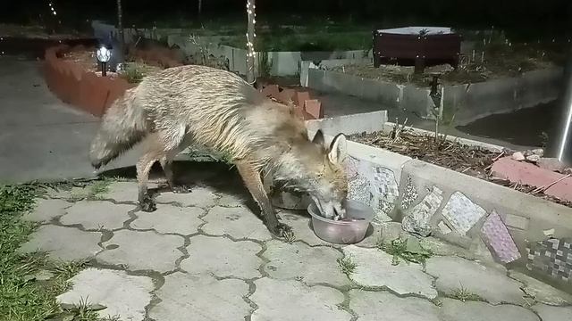 (1020) Лиса приходит в гости. Май 2025 смотреть онлайн