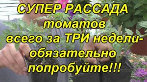 💯 100% рабочий метод! Как получить идеальную рассаду ДАРОМ! 🌶️
