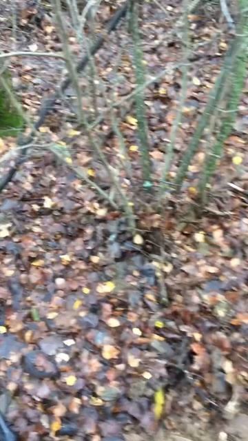 #коп #поискмонет #находки #металлоискатель #шурф смотреть онлайн