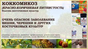 Коккомикоз - болезнь косточковых: симптомы, развитие, профилактика и лечение,схема обработки. Обзор