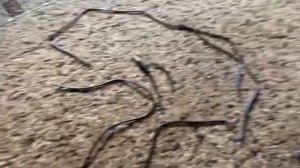 Mastech Cable Tracker MS6812 поикс обрыва провода