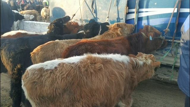 Аравон мол бозор 👍 26/11/20 Орзонладими тез коринг