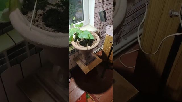 Огурец на подоконнике. Любимец Конфуция F1.