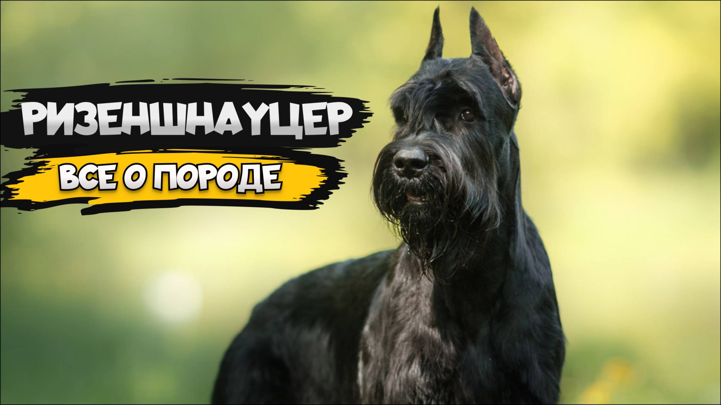 Ризеншнауцер - Все о породе собаки | Собака породы Ризеншнауцер смотреть онлайн