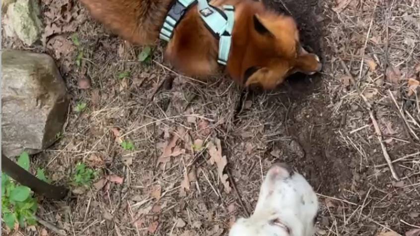 Лиса-Алиса. Лис Игнис учит Белого рыть норы смотреть онлайн