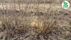 Открытие для садоводов - золотистая смородина.