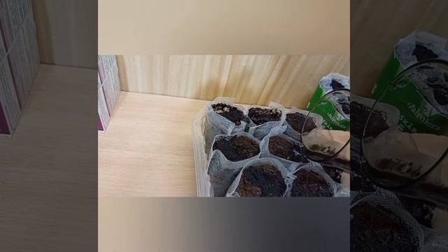 Рассада растёт, сею помидоры смотреть онлайн