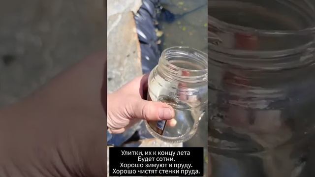 Создание пруда