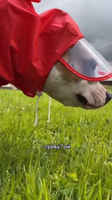 Стаффорд не ест мясо #shortvideo #amstaff #pitbull #амстафф #стаффорд #веган #собака смотреть онлайн