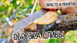 Обрезка сливы! ПРОСТО И ПОНЯТНО! Как сформировать идеальную крону и собрать ведра сочных плодов! ✂️