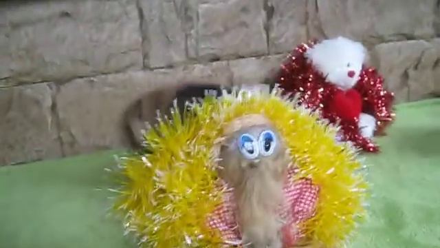 Тедди Из Усадьбы Андреевых