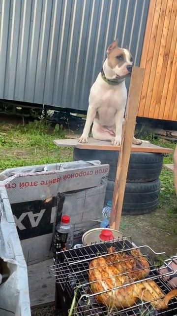 Амстафф учится на повара #shorts #staff #amstaff смотреть онлайн