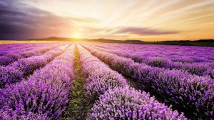 Потрясающие лавандовые поля со всего мира под красивую музыку!