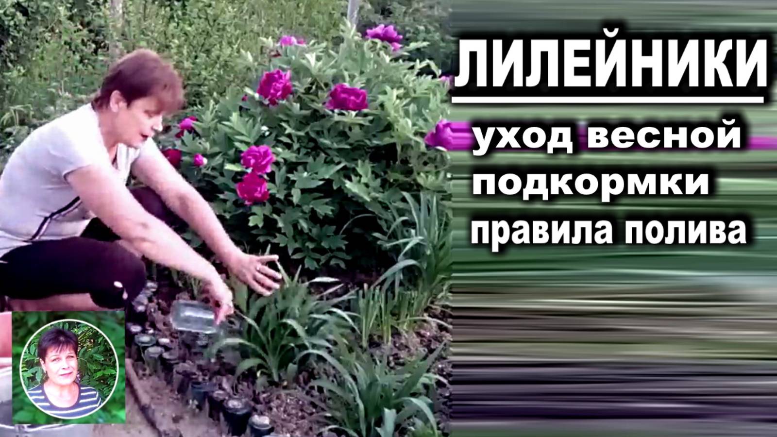 Лилейники в саду Чем подкормить весной Правила поливов смотреть онлайн