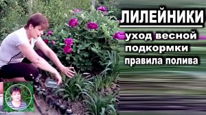 Лилейники в саду Чем подкормить весной Правила поливов