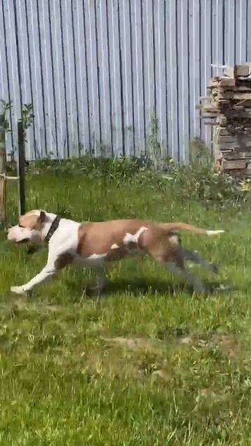 Собака друг человека #shortvideo #staff #стаффорд #shorts смотреть онлайн