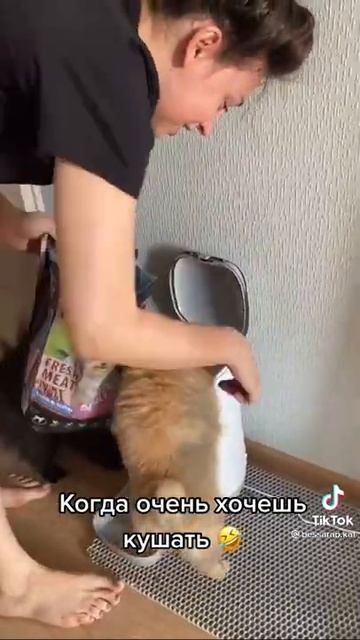самый голодный😣🍕 😳 шпиц в мире😳😂