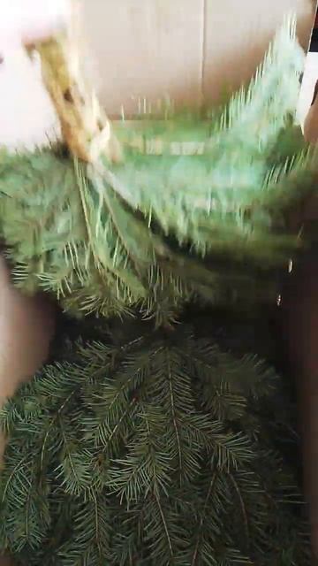 Веники пихтовые для бани . смотреть онлайн