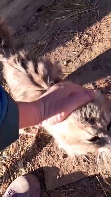 Не уйти из Курятника🐈⬛ смотреть онлайн